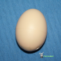 Hoppende egg